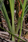 Prairie pleatleaf